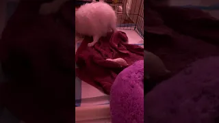 Pomeranian giving birth