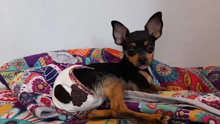 Panty para mascotas de Raza pequeña