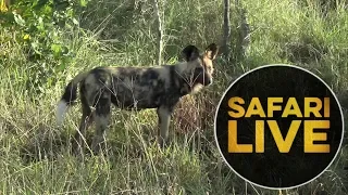 safariLIVE - Sunrise Safari - May 24, 2018