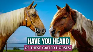 5 Gaited Horse Breeds You May Not Know About!