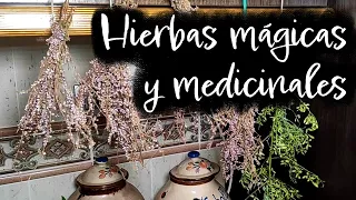 8 Plantas y hierbas mágicas y medicinales y sus usos en la magia verde. Galicia