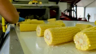 Sweet corn processing line (fresh market or vacuum) | Sweere