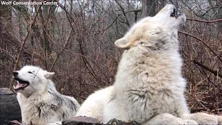 Brother and Sister Wolf Howl Duet