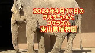 2024年4月17日のワルダーさんとコサラさん　東山動植物園#ゾウ #象 #ワルダー#コサラ#東山動植物園 #動物園 #動物