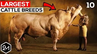 Top 10 Biggest Cattle Breeds In The World - Biggest Cows & Bulls!