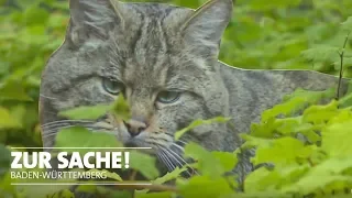 Trüffelbäume für Wildkatzen | Zur Sache! Baden-Württemberg