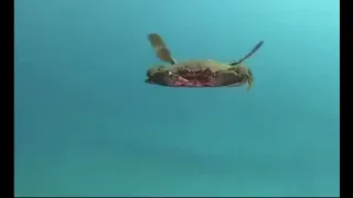 CH-47 Chinook helicopter takeoff from deepsea crab