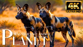 Magnificent Animals Planet 4K🐾Discovering Journey Through Africa's Wildlife Kingdom