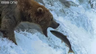 HD: Grizzly Bears Catching Salmon - Nature's Great Events: The Great Salmon Run - BBC One