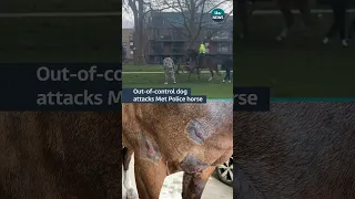 A #police #horse was attacked by a #dog in a #london park in front of horrified onlookers #itvnews