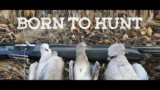 Quails & Pigeons Hunting Romania