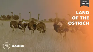 Land of the Ostrich | Mutual of Omaha's Wild Kingdom