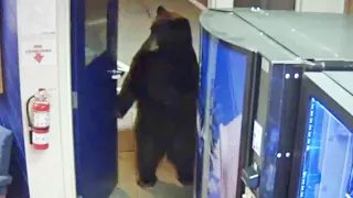 Bear Opens Door to California Police Facility and Walks Around Inside