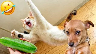 The Funniest Dogs and Cats Videos 2024 To Crack You Up All Long Day #15