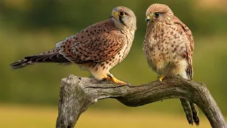 Clever Kestrel Mum Raises Chicks After Male Disappears | Jeff & Jenny | Full Story | Robert E Fuller