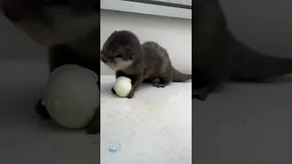 Baby Otter Said "Wow!" at the Delicious Taste of a Boiled Egg