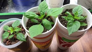 Simple Non-Circulating Hydroponic System Made from Soup Containers