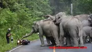 elephant herd attacks motorbike