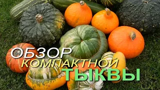 Обзор сортов КОМПАКТНОЙ и УРОЖАЙНОЙ ТЫКВЫ! Советы от ЗЕЛЕНОГО ОГОРОДА!