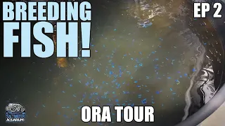 BREEDING Saltwater Fish At ORA Facility - ORA Tour