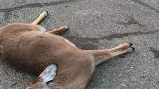 A dead deer that comes back to life