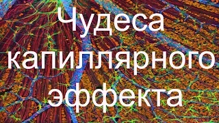 Чудеса капиллярного эффекта.