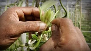 Vanilla shortage leads to surge in prices