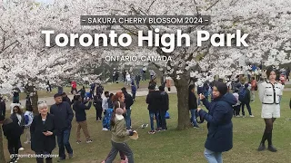 High Park Cherry Blossoms in Toronto 2024 !High park Sakura Nature 🌸