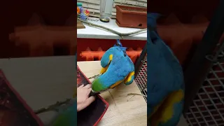 Macaw parrot sneaks up on my computer #shorts