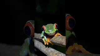 Red-Eyed Tree Frog in Costa Rica (Jumping Jewel of the Jungle) #shorts