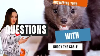 Questions! about Buddy the sable