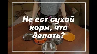 Что делать, если собака не ест сухой корм / щенок йорка / купить щенка