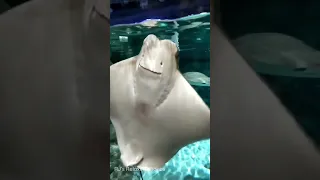 Stingray ‘s Hello with a Smile