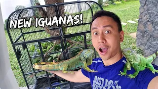 Welcoming Two Green Iguanas To Our New Farm House - Feb. 3, 2023 | Vlog #1601