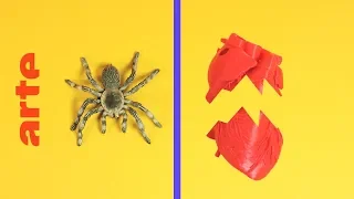 Was verbindet eine Spinne und einen Herzinfarkt? | Verknüpft | ARTE