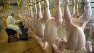 China Raises Hundreds of thousands Automatic Chickens - Modern Chicken Meat Processing Factory