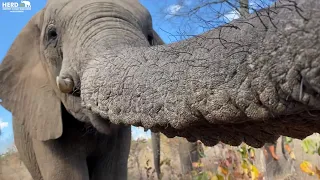 Klaserie's Signature Trunk 'Hellos' | 17 Years of Elephant Greetings