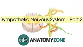 Sympathetic Nervous System Anatomy - Part 2