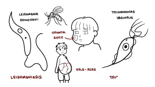 Introduction to Protozoa - the unicellular parasites (amoeba, giardia, leishaniasia, plasmodium)