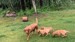 8 week Fox Red Lab Puppies playing in the rain at the ranch