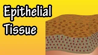 Epithelial Tissue - What Is Epithelial Tissue - Functions Of Epithelial Tissue - Epithelial Cells