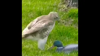 Eagle funny video