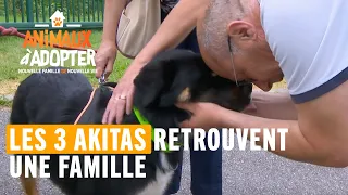 Une nouvelle vie pour les 3 akitas de la SPA - Animaux à adopter