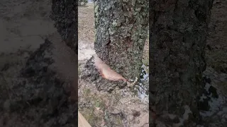 felling a huge birch tree lean toward house