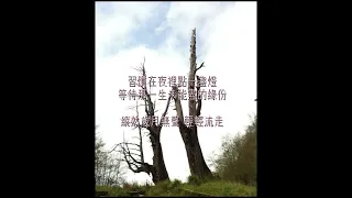 箏-周治平