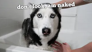 My Husky Tries To Resist Her First Bath!