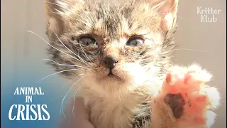 Kitten Trapped Inside A Pillar Wishes To Hold Mom's Hand Before She Dies | Animal in Crisis EP212