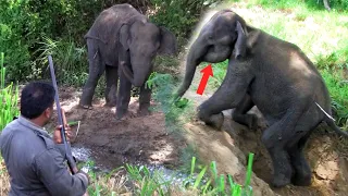 Emergency treatment to innocent Elephant suffering from bacterial infection in injured mouth