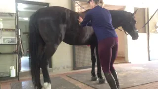 Equine massage 3