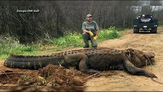 Wildlife officials find 700-pound gator in Southwest Georgia